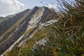 30_Stelle alpine